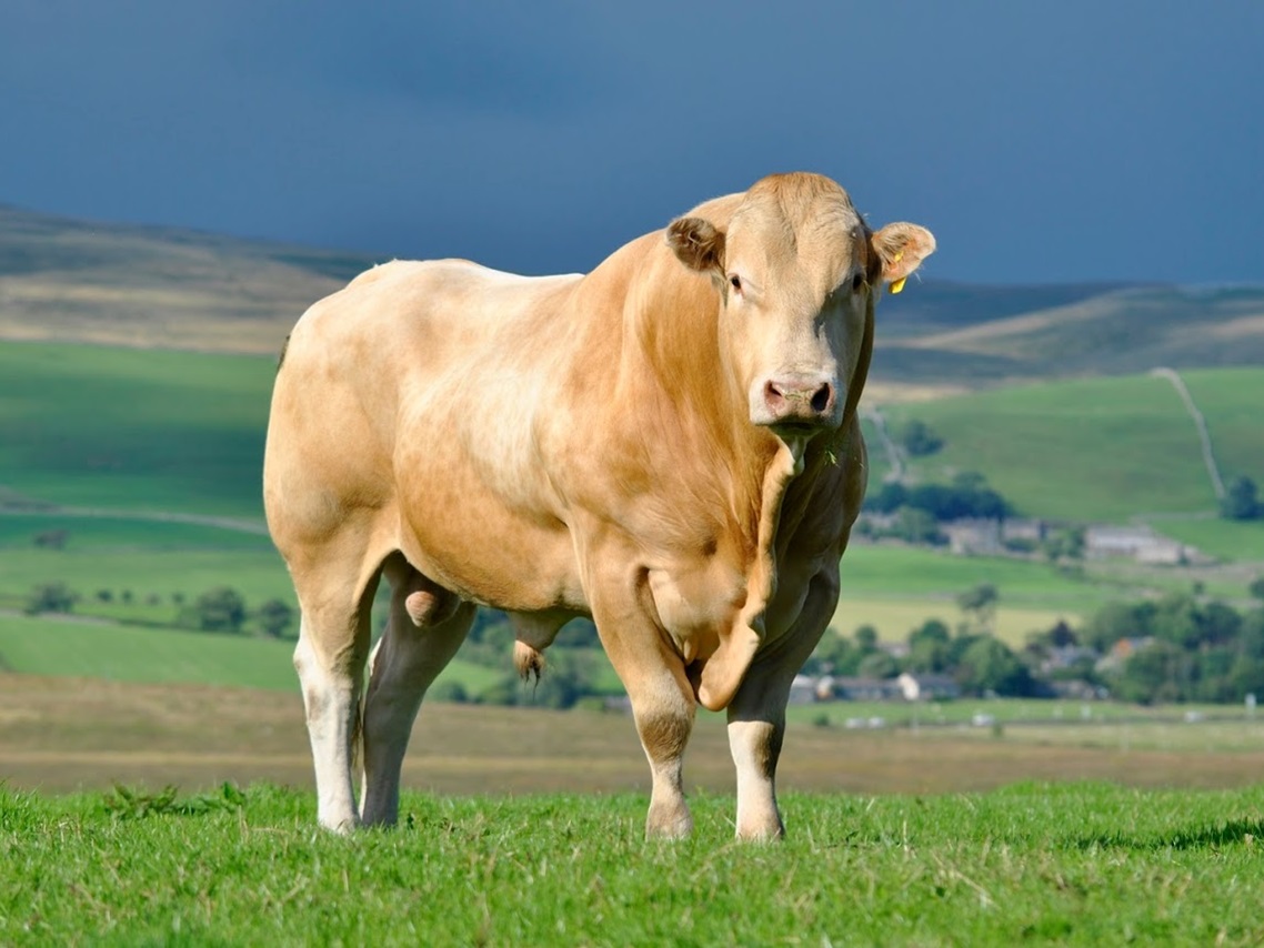 May 2022 - Beef Fertility Focus