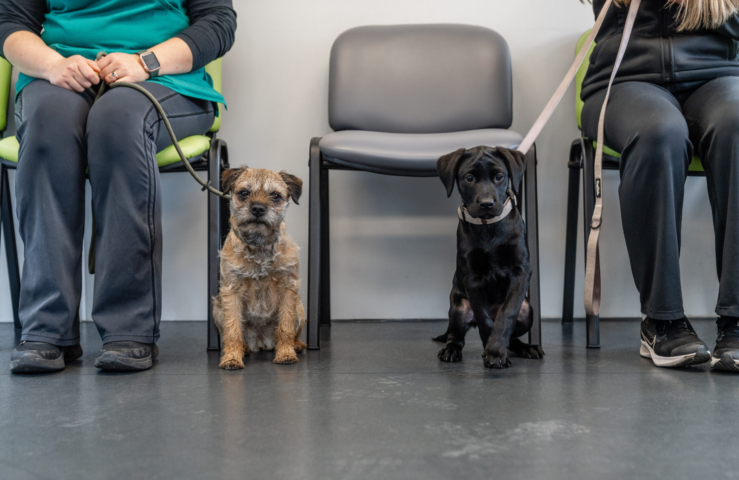 Two dogs in the waiting room with their owners